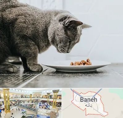 خرید غذای گربه در بانه