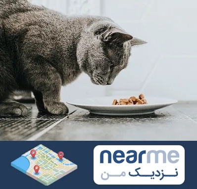 خرید غذای گربه در نزدیک من