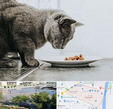 خرید غذای گربه در گلستان اهواز