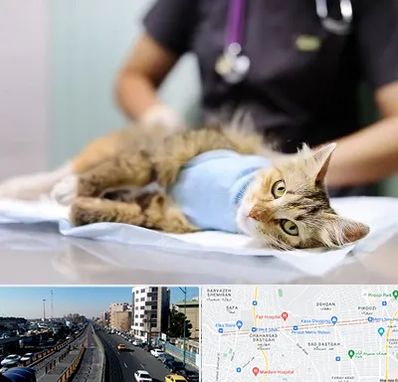 جراح حیوانات در پیروزی 