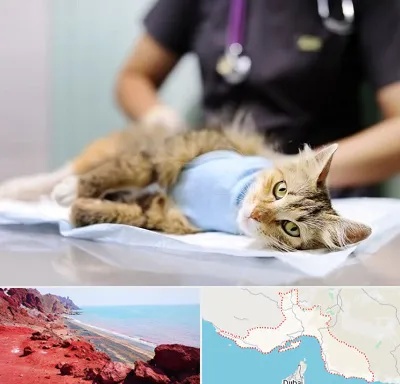 جراح حیوانات در هرمزگان