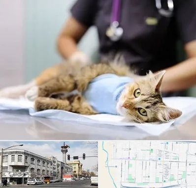 جراح حیوانات در 17شهریور