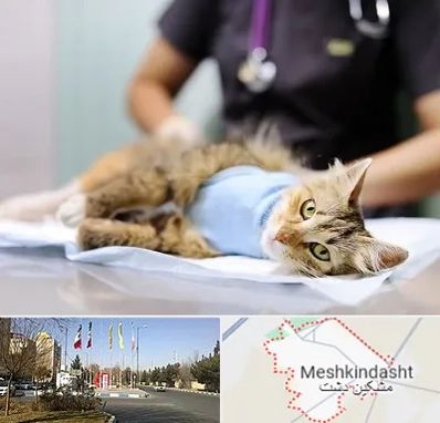 جراح حیوانات در مشکین دشت