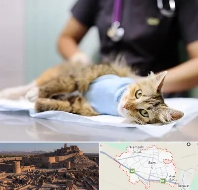 جراح حیوانات در بم