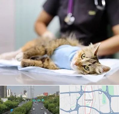 جراح حیوانات در توانیر