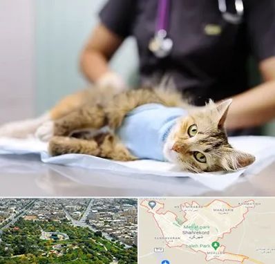 جراح حیوانات در شهرکرد