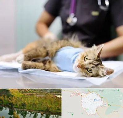 جراح حیوانات در بهبهان