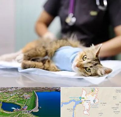 جراح حیوانات در مهاباد