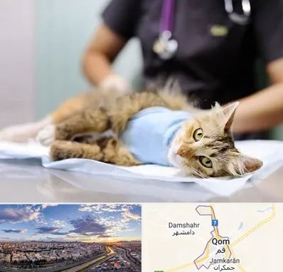 جراح حیوانات در قم