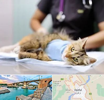 جراح حیوانات در دزفول