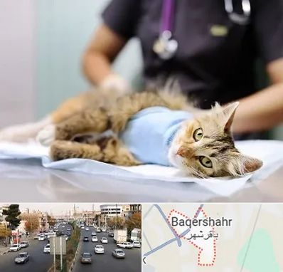 جراح حیوانات در باقرشهر