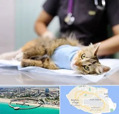 جراح حیوانات در کیش