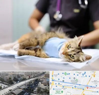 جراح حیوانات در فرجام