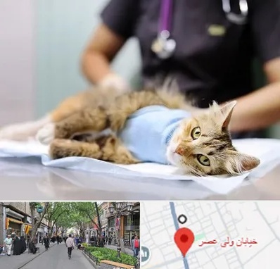 جراح حیوانات در ولیعصر شهریار