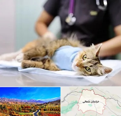 جراح حیوانات در خراسان شمالی