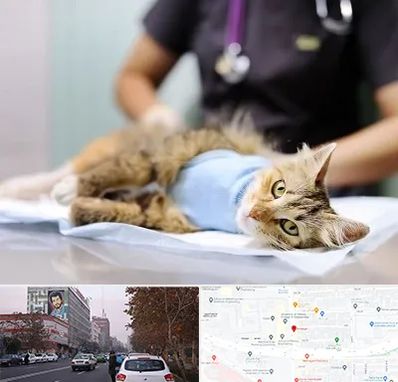 جراح حیوانات در کارگر شمالی 