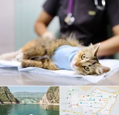 جراح حیوانات در ایلام