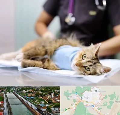 جراح حیوانات در مراغه