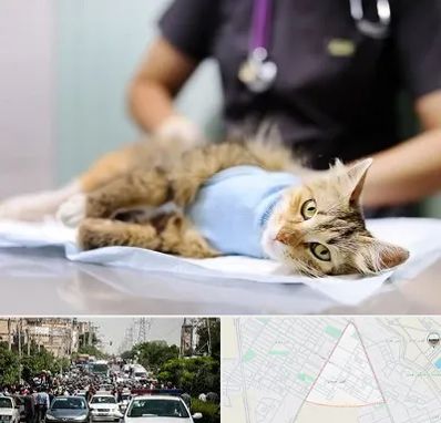 جراح حیوانات در سیدی مشهد
