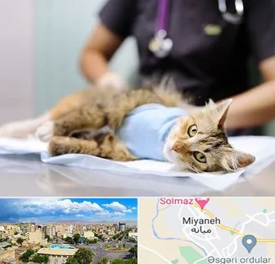 جراح حیوانات در میانه