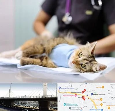جراح حیوانات در پارک وی 
