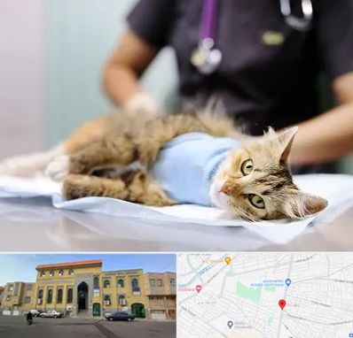 جراح حیوانات در زنبیل آباد قم