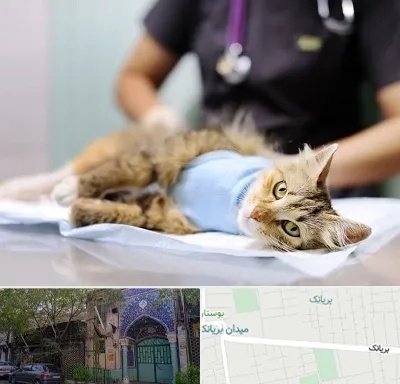 جراح حیوانات در بریانک