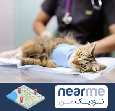 جراح حیوانات در نزدیک من