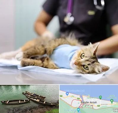 جراح حیوانات در بندر انزلی