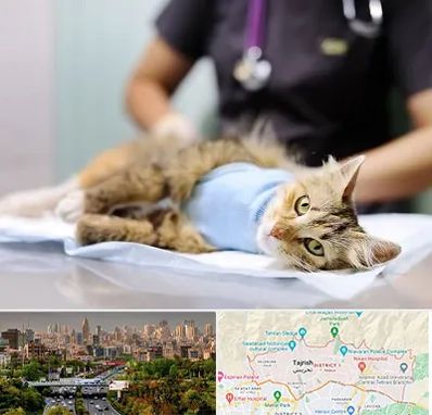 جراح حیوانات در منطقه 1 تهران 
