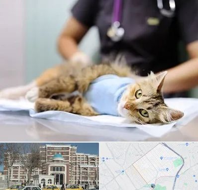 جراح حیوانات در طلاب مشهد