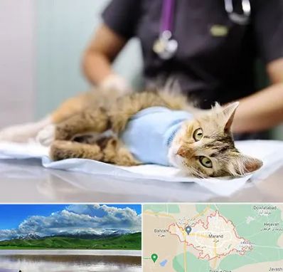 جراح حیوانات در مرند
