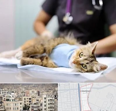 جراح حیوانات در اسکندری