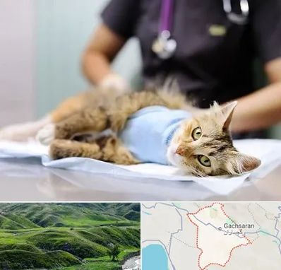 جراح حیوانات در گچساران