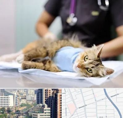 جراح حیوانات در خیابان بهشتی