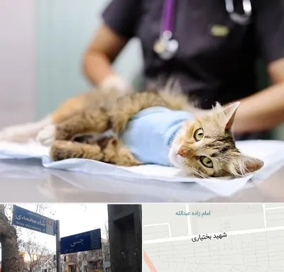 جراح حیوانات در سی متری جی