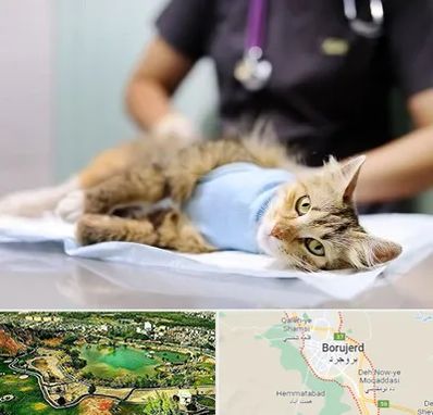 جراح حیوانات در بروجرد