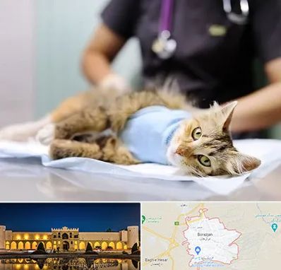 جراح حیوانات در برازجان