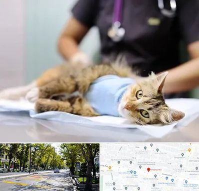 جراح حیوانات در میرداماد 