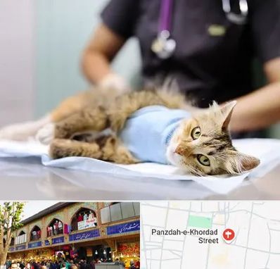 جراح حیوانات در 15 خرداد