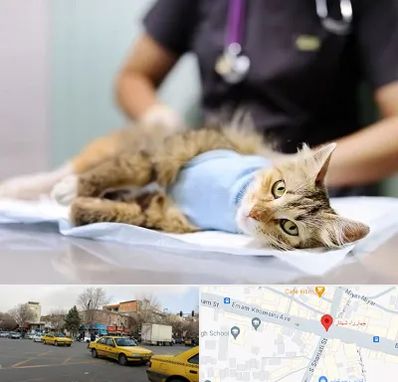 جراح حیوانات در شهناز تبریز