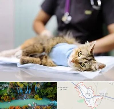 جراح حیوانات در دورود