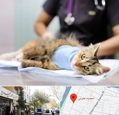 جراح حیوانات در مجیدیه جنوبی
