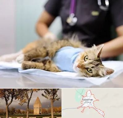 جراح حیوانات در تویسرکان