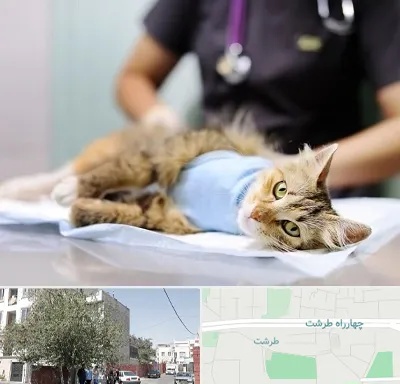 جراح حیوانات در طرشت