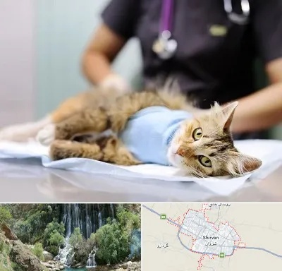 جراح حیوانات در شیروان