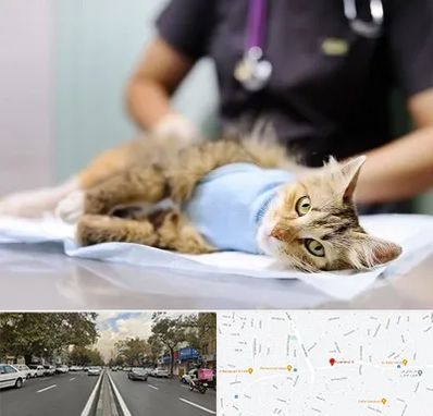 جراح حیوانات در دولت