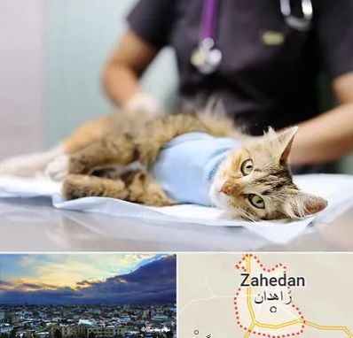 جراح حیوانات در زاهدان