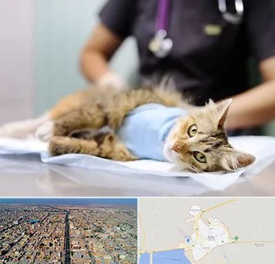 جراح حیوانات در بندر ماهشهر