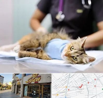 جراح حیوانات در عطاران قم